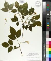 Staphylea trifolia image