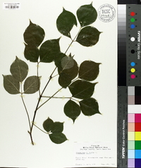 Staphylea trifolia image