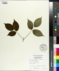 Staphylea trifolia image