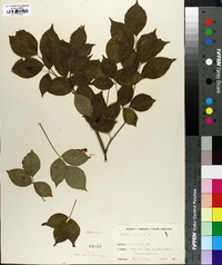 Staphylea trifoliata image