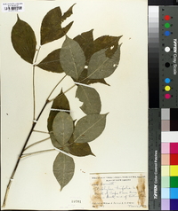 Staphylea trifolia image