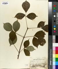 Staphylea trifolia image