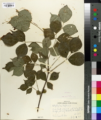 Staphylea trifolia image