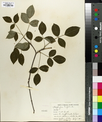 Staphylea trifolia image