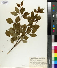 Staphylea trifolia image