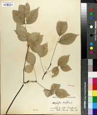 Staphylea trifolia image