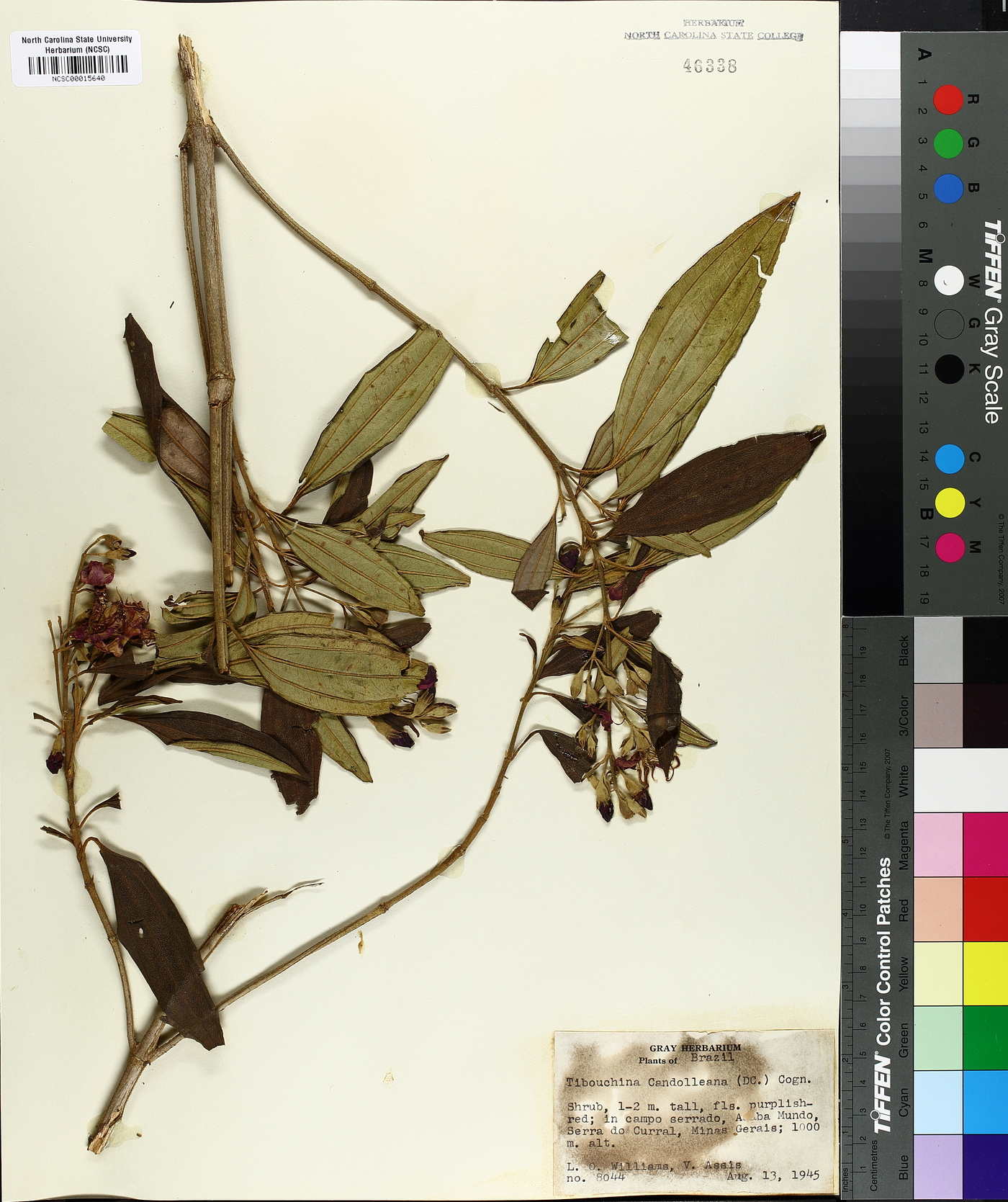 Tibouchina candolleana image