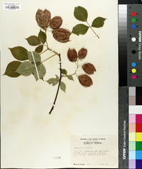 Staphylea trifolia image