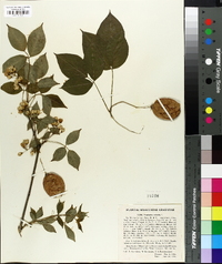 Staphylea trifolia image