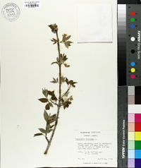 Staphylea trifolia image