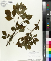 Staphylea trifolia image