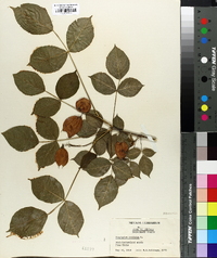 Staphylea trifolia image