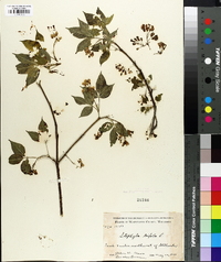 Staphylea trifolia image