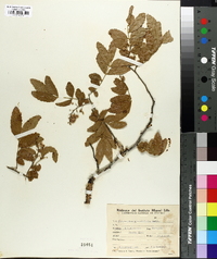 Diatenopteryx sorbifolia image