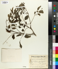 Diplokeleba floribunda image