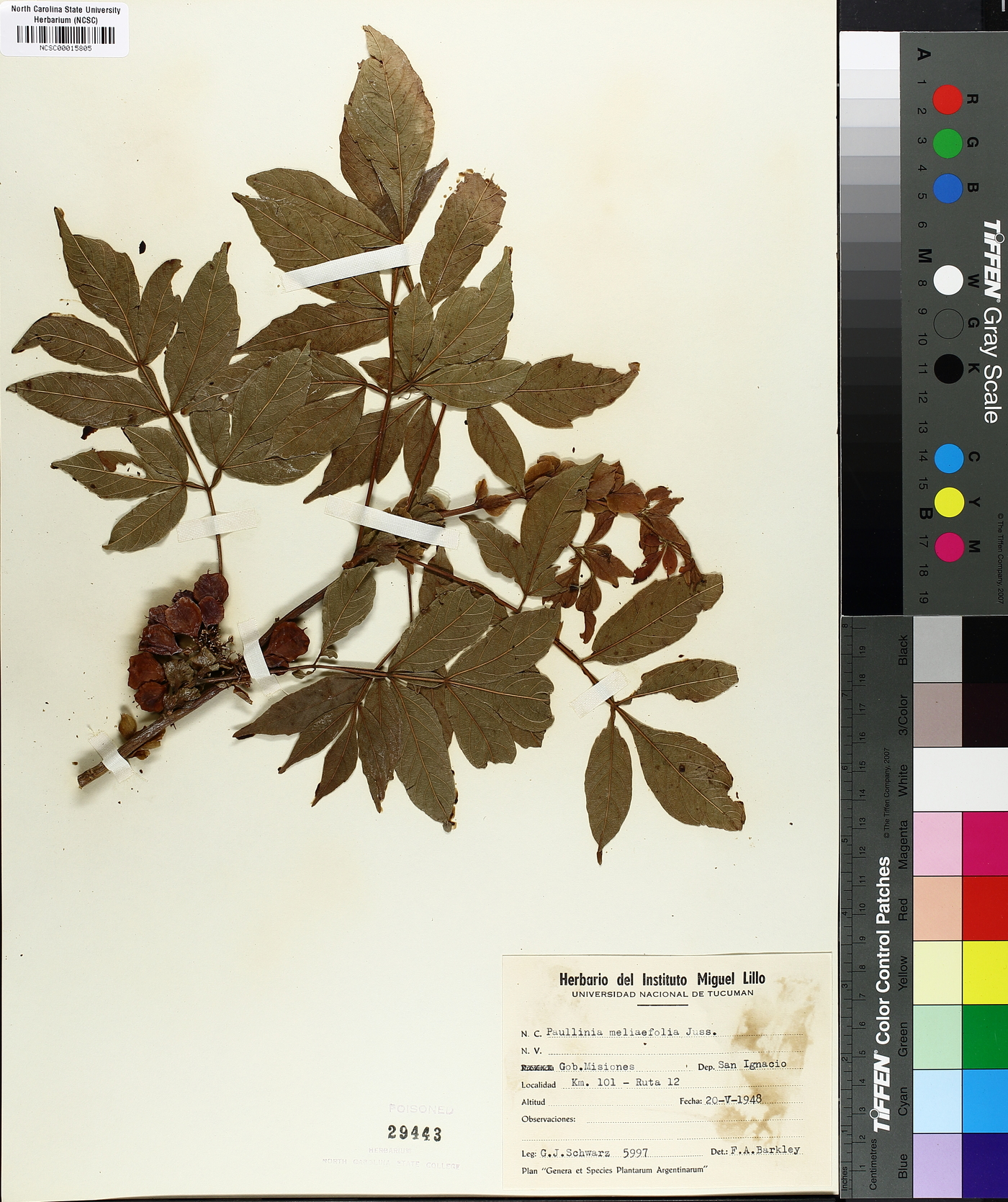 Paullinia meliifolia image
