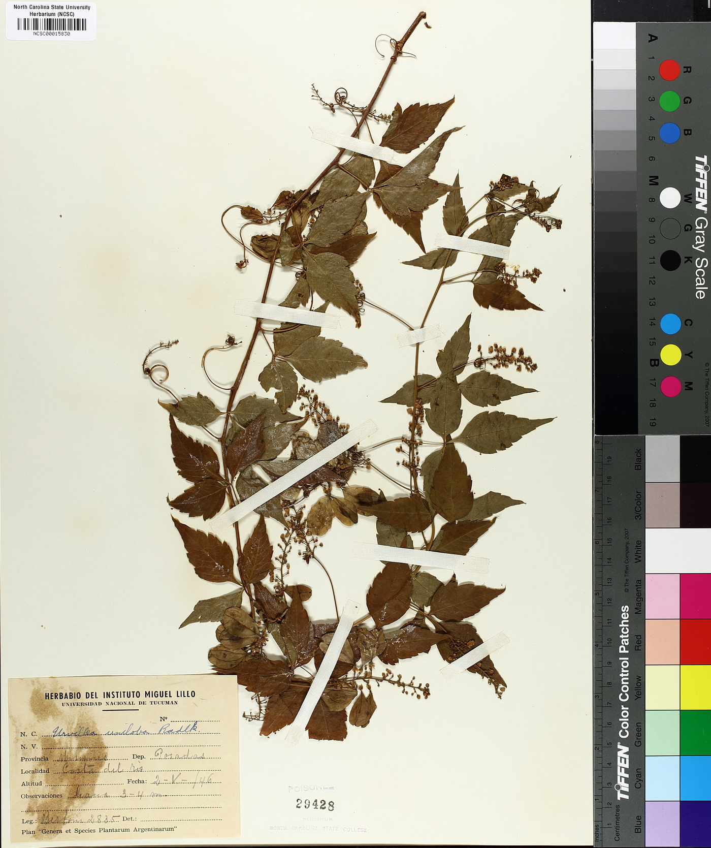 Urvillea uniloba image