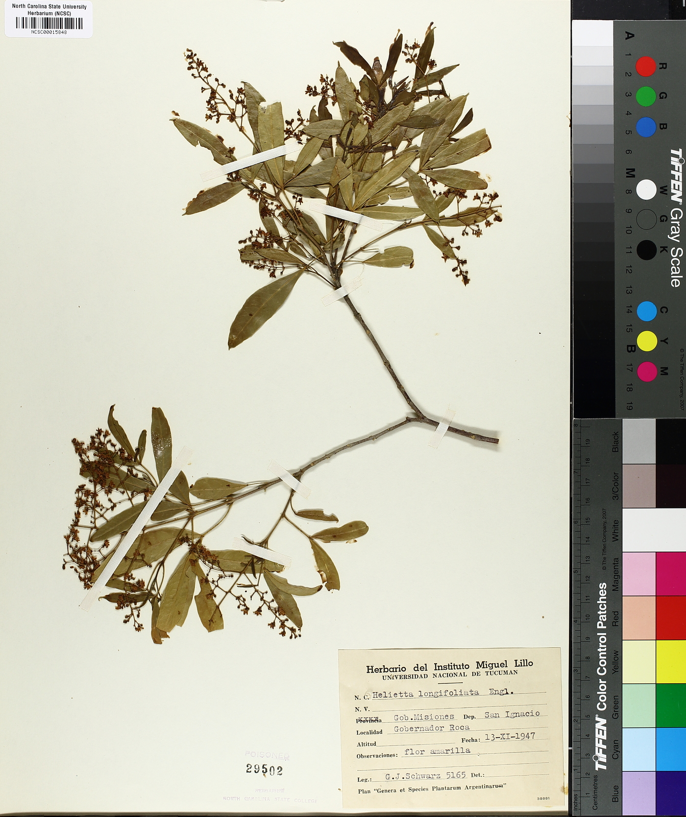 Helietta apiculata image