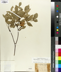 Ptelea trifoliata var. baldwinii image