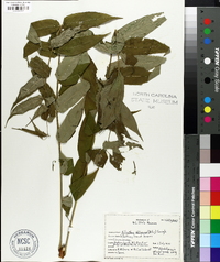 Ailanthus altissima image