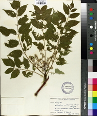 Ailanthus altissima image