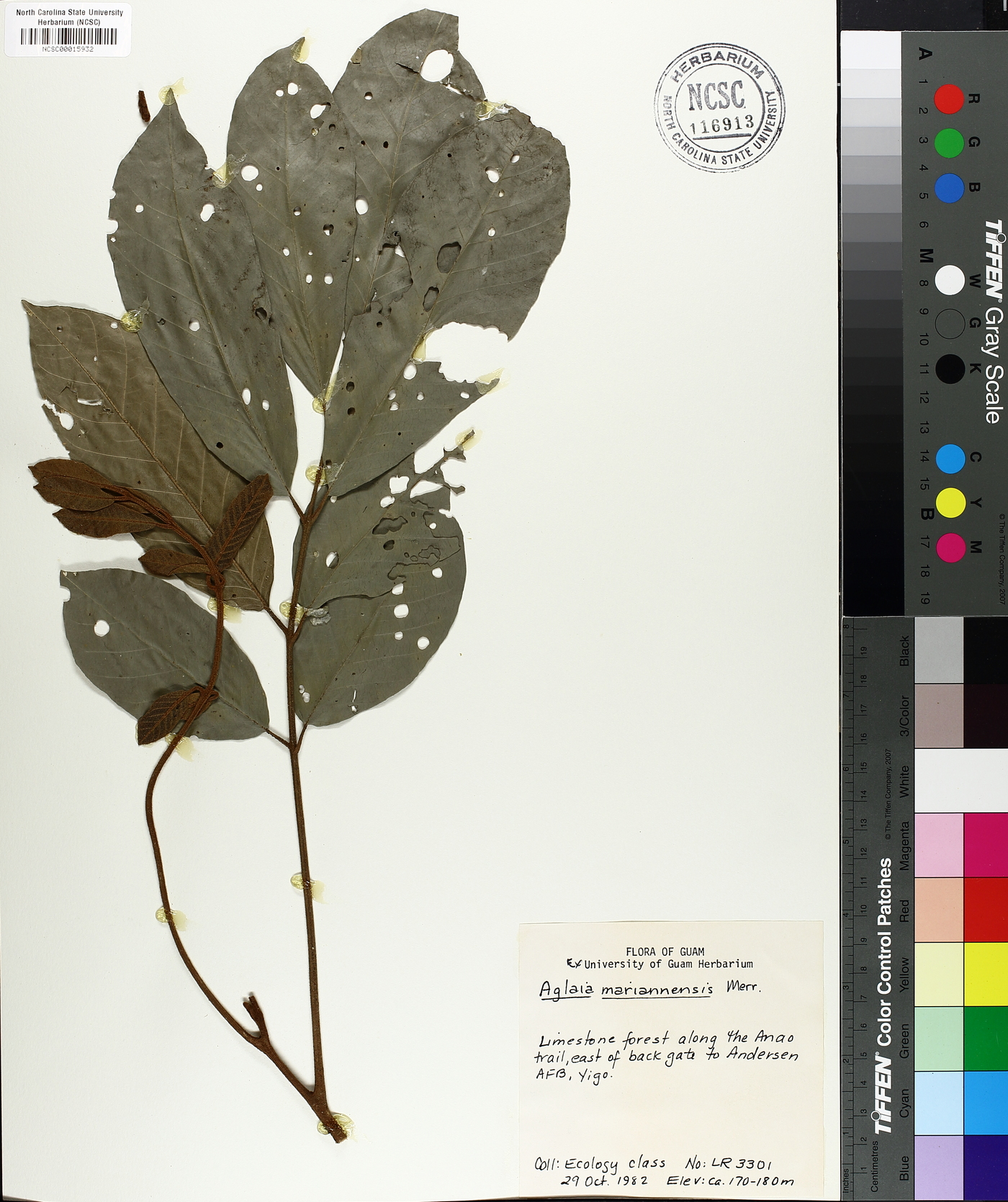 Aglaia mariannensis image
