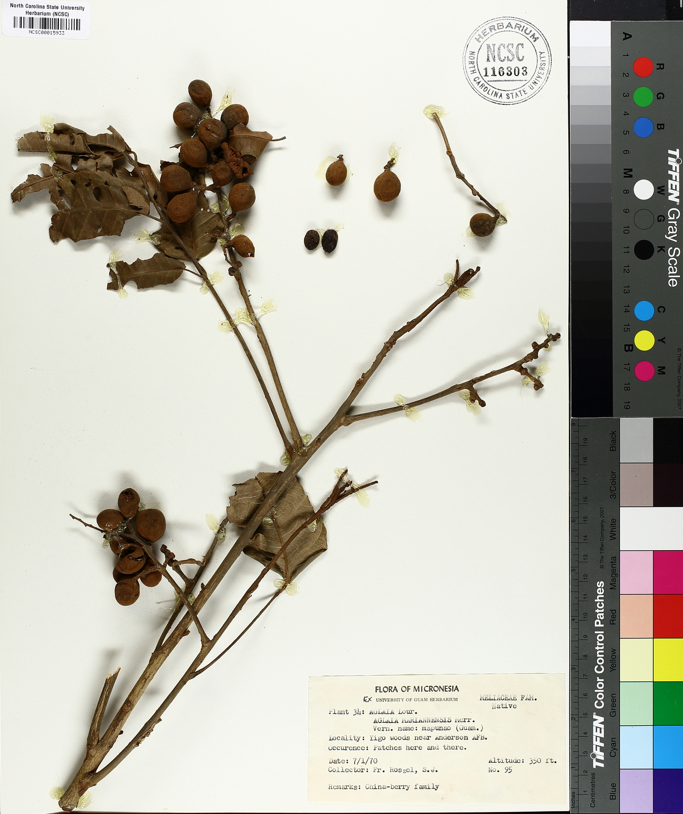 Aglaia mariannensis image