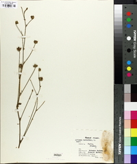 Althaea cannabina image