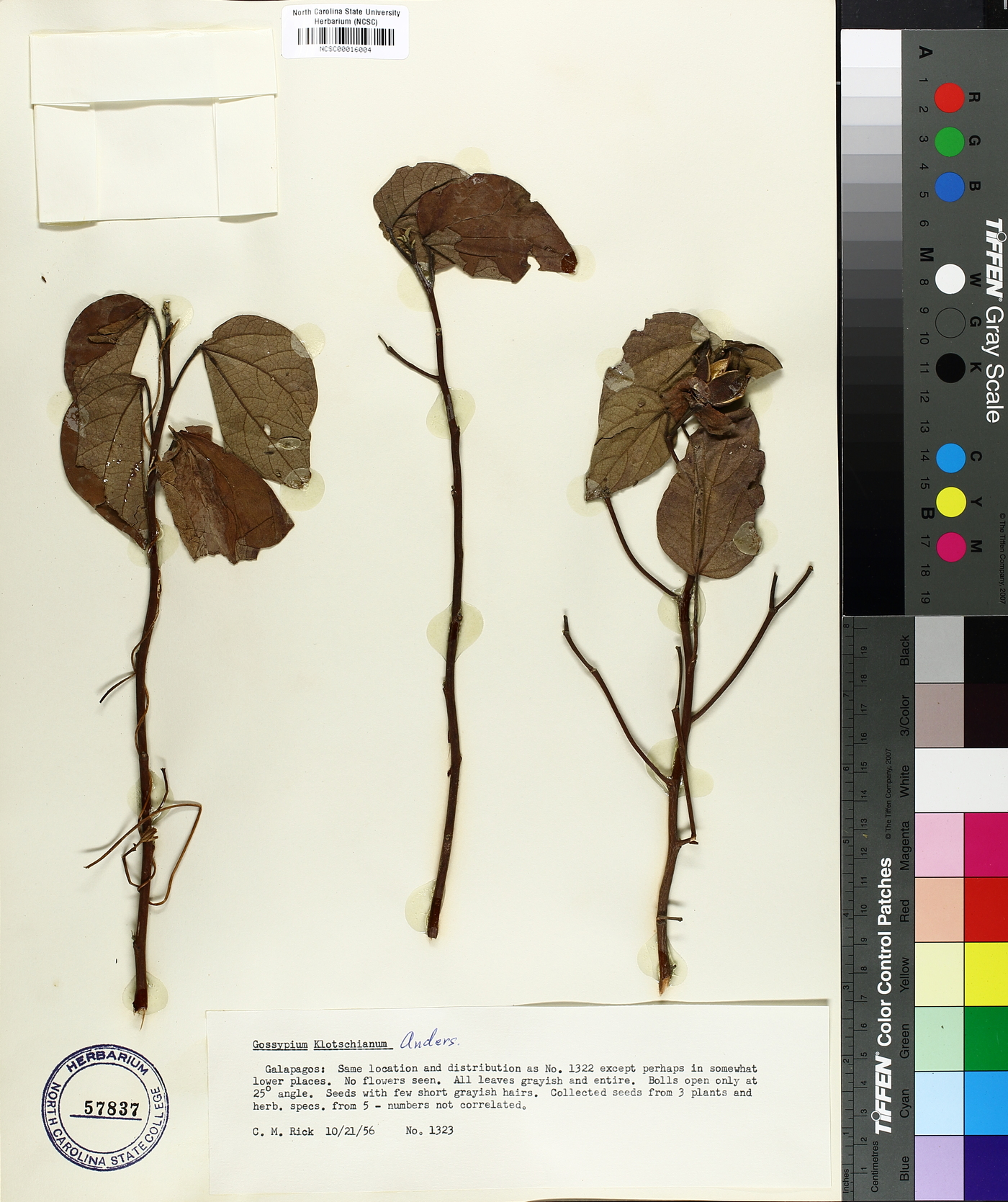 Gossypium klotzschianum image