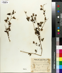 Pavonia mattogrossensis image