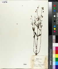 Cytisus racemosus image