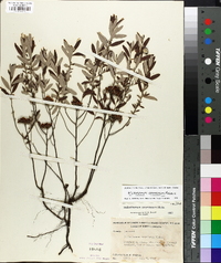 Helianthemum corymbosum image