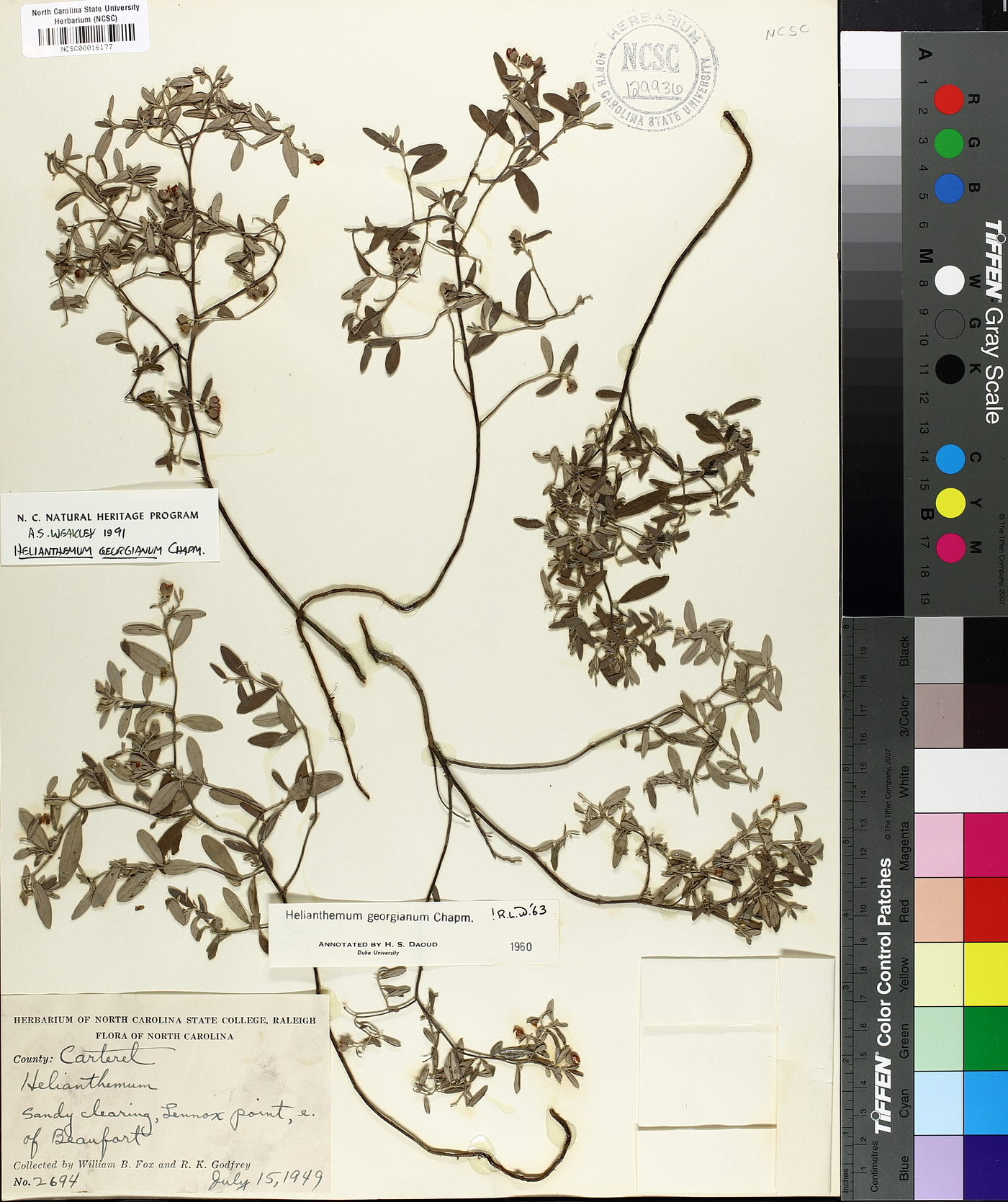 Helianthemum georgianum image