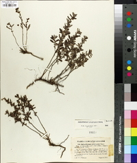 Helianthemum propinquum image