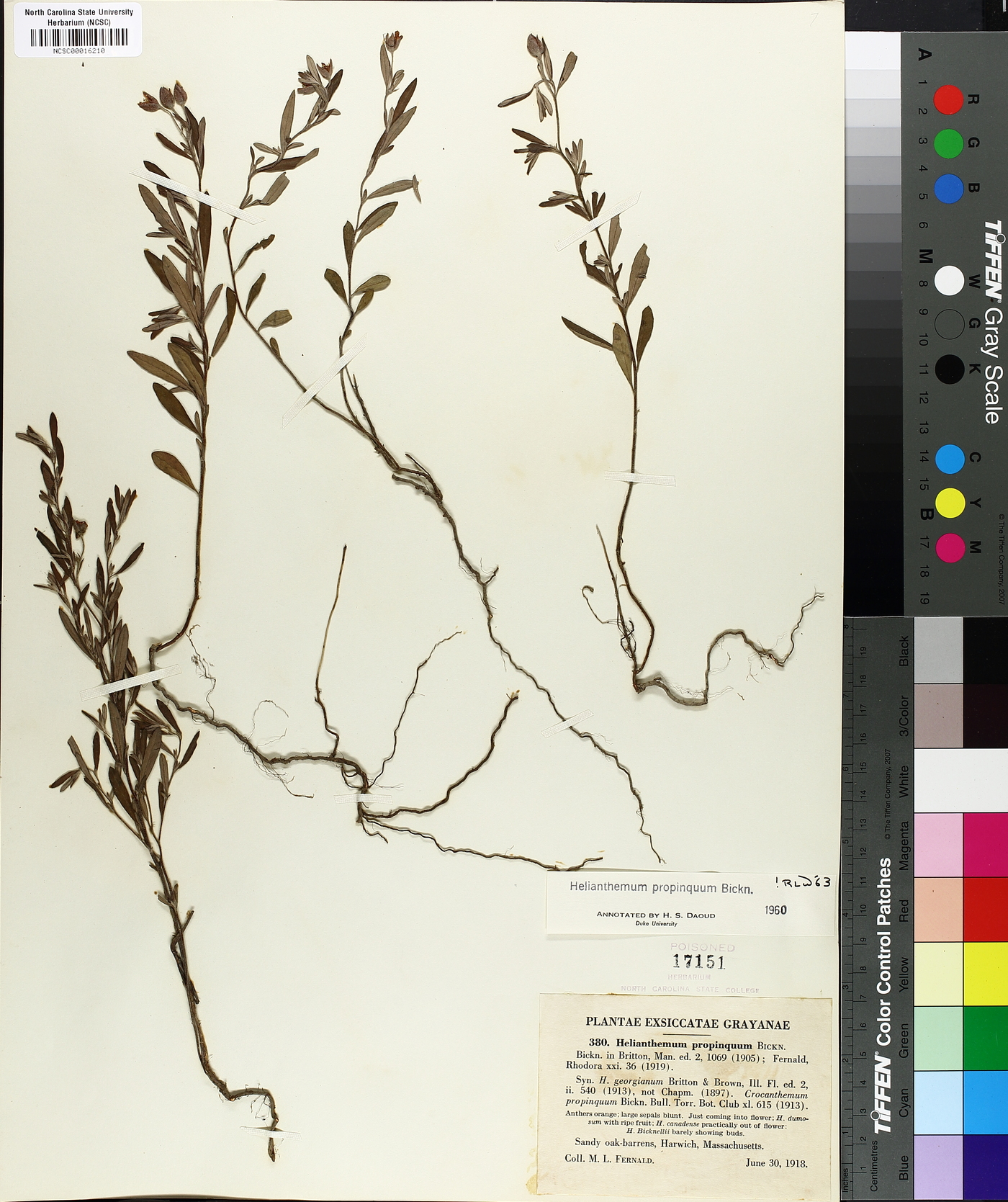 Helianthemum propinquum image