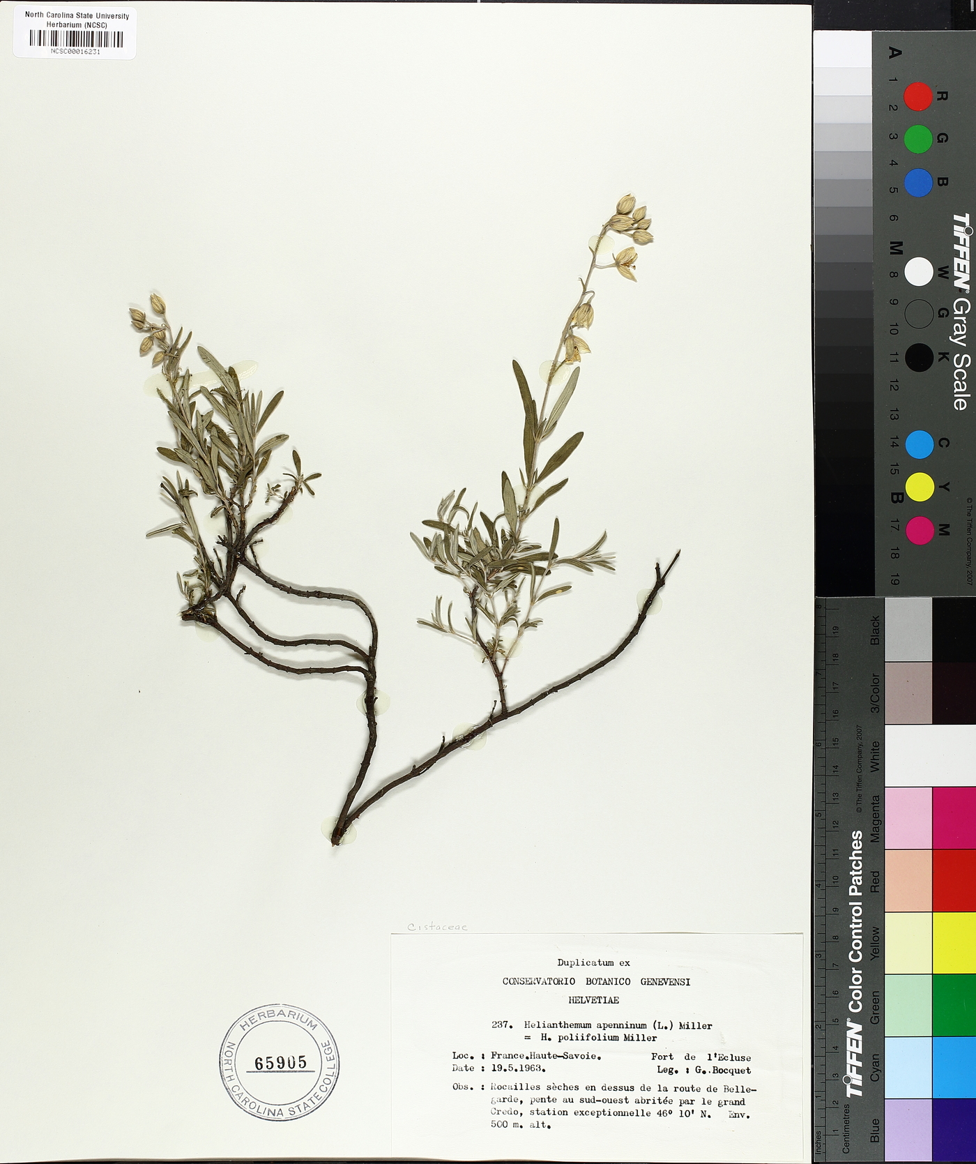 Helianthemum apenninum image