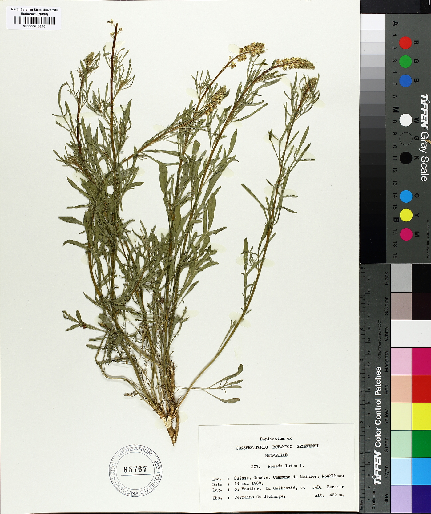 Reseda lutea image