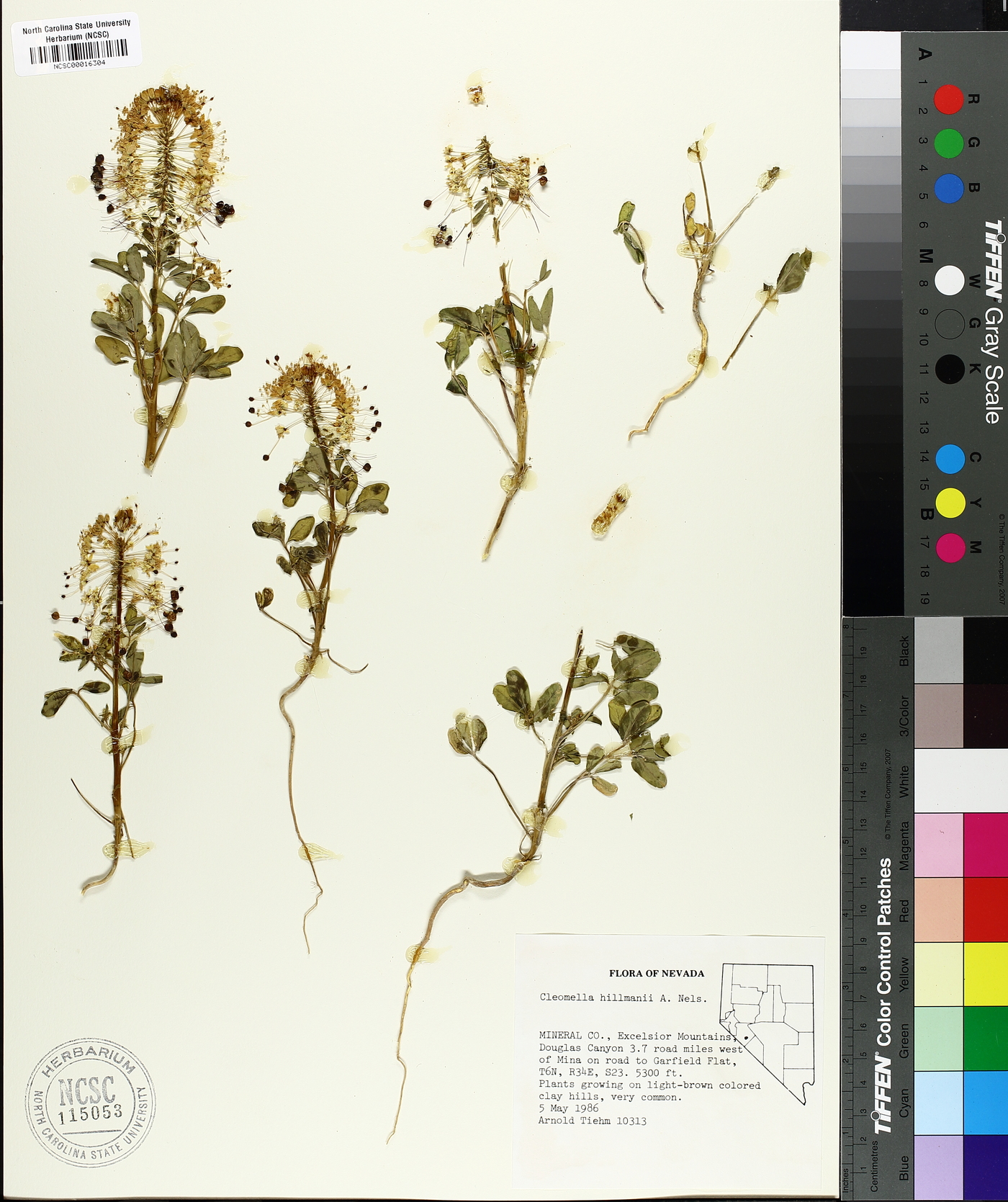 Cleomella hillmanii image