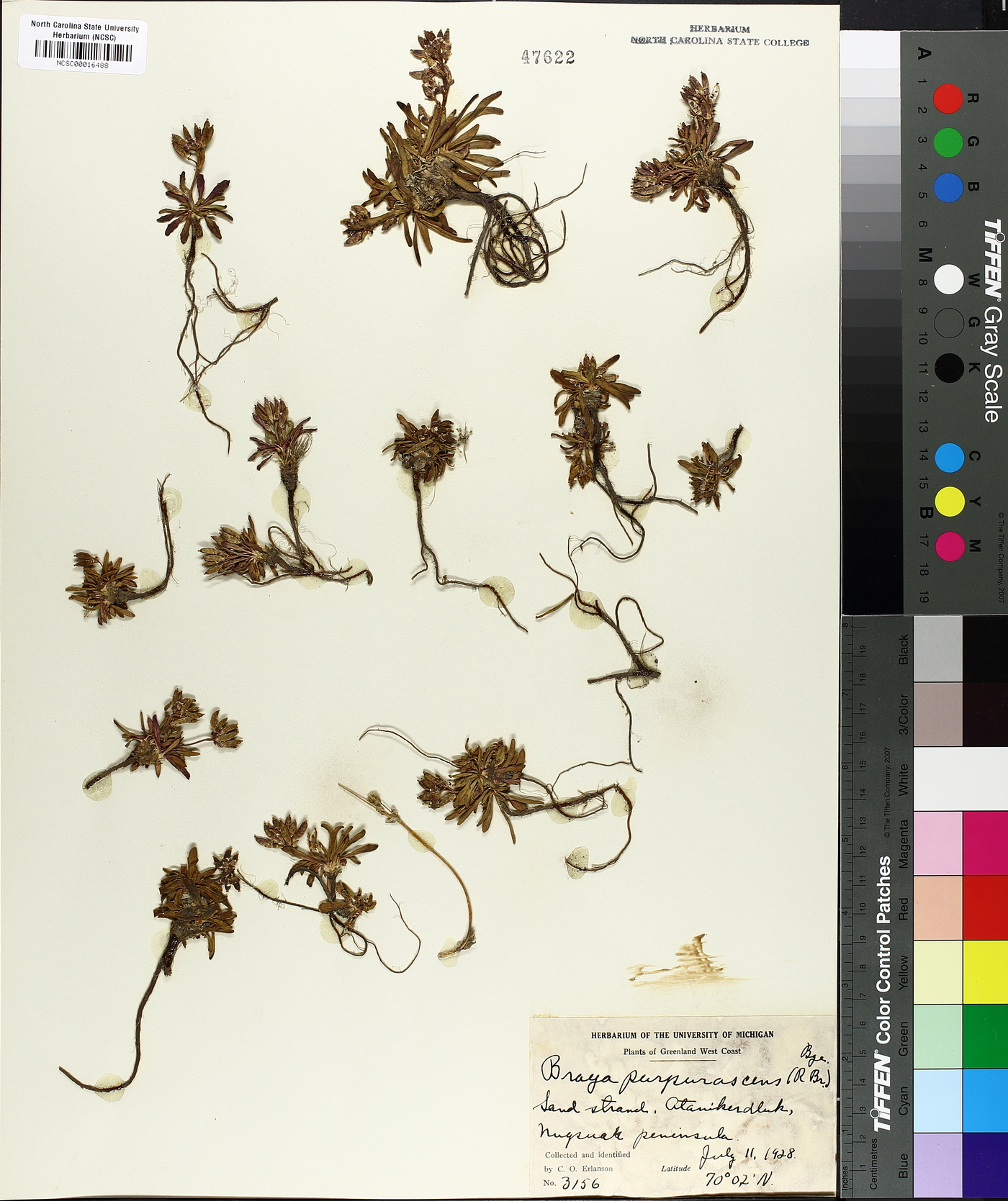 Braya purpurascens image