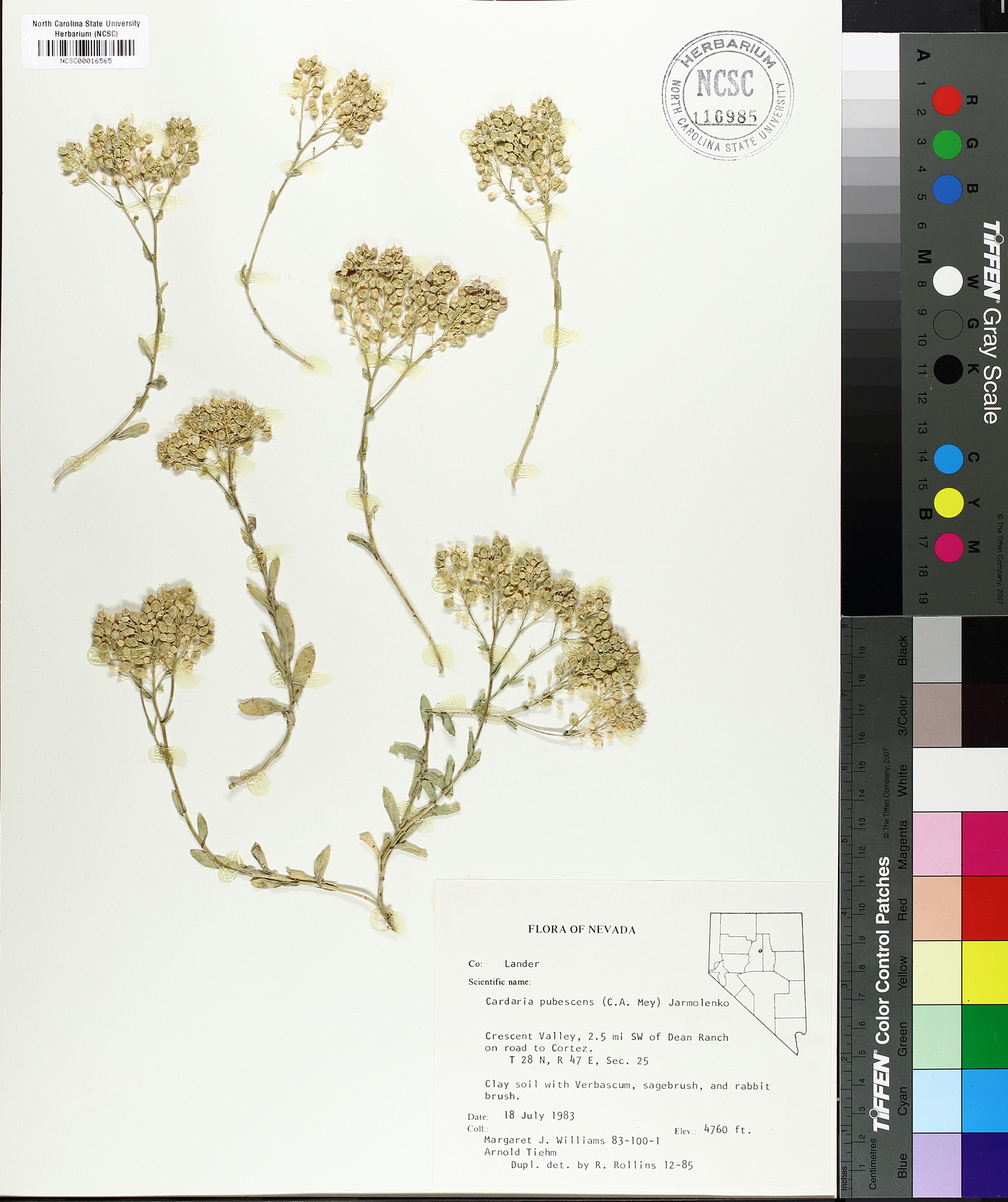 Lepidium appelianum image