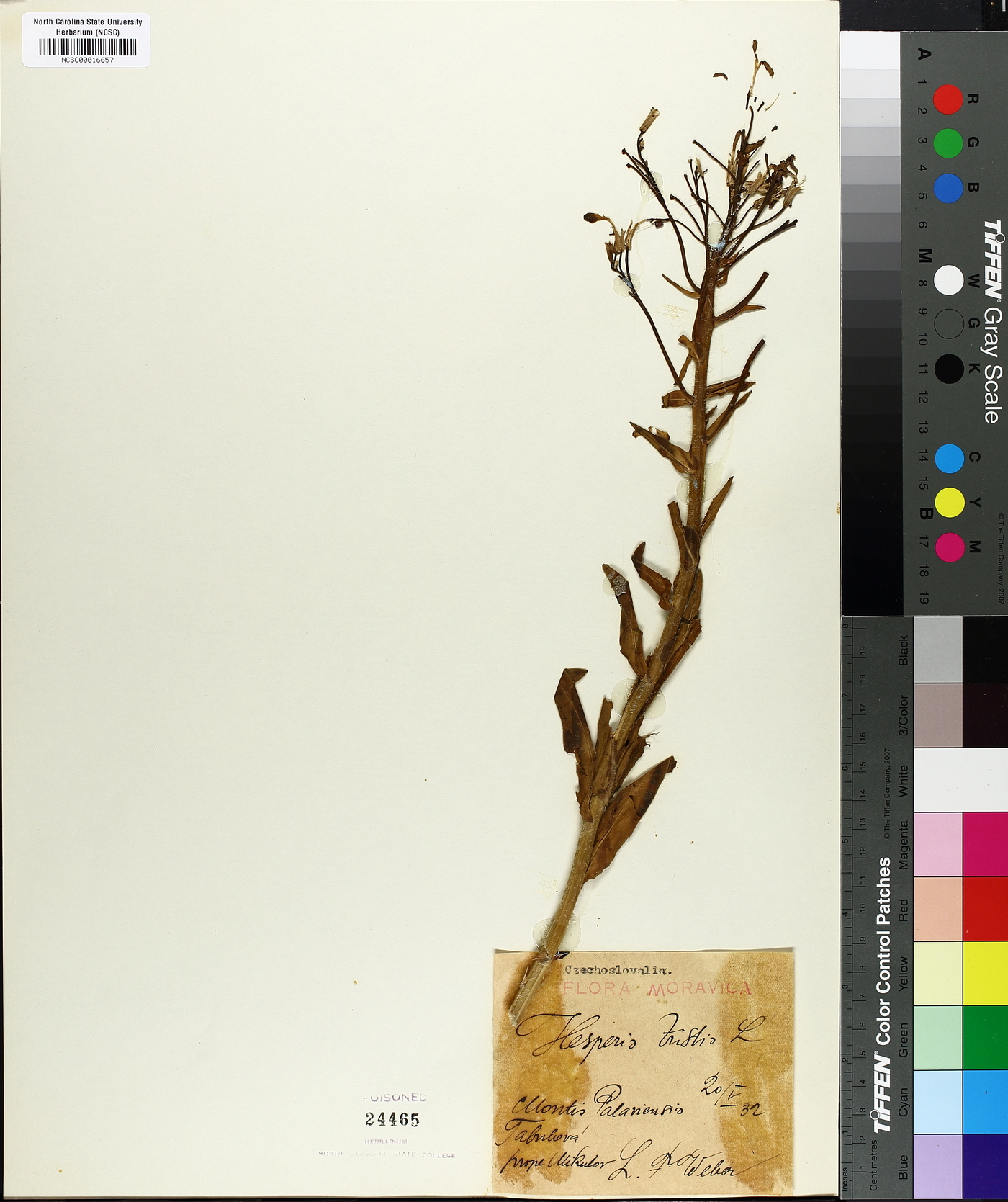Hesperis tristis image