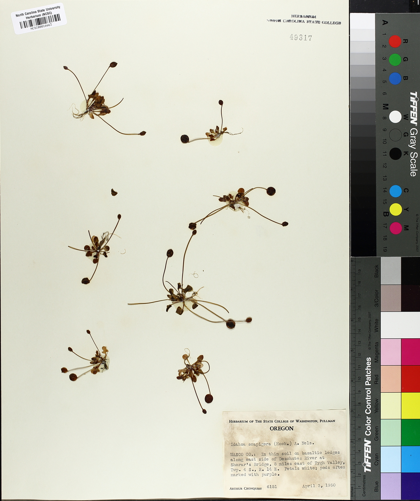 Idahoa scapigera image