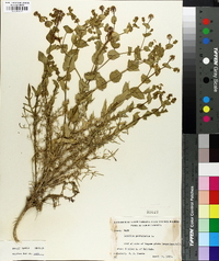 Lepidium perfoliatum image