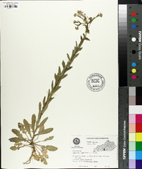 Lepidium campestre image