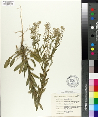 Lepidium campestre image