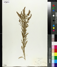 Lepidium apetalum image