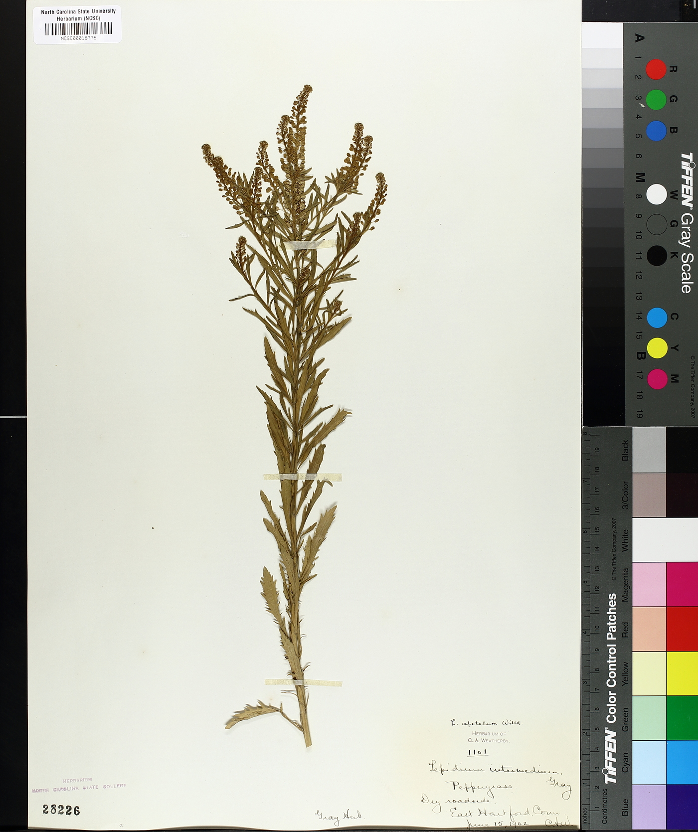 Lepidium apetalum image