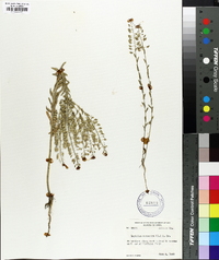 Lepidium campestre image