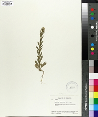 Lepidium campestre image