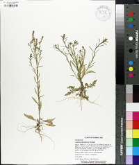 Lepidium densiflorum image